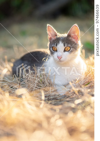 Cute cat playing in the park on rainy day.. Cute cat playing in the park on rainy day.. 97466639