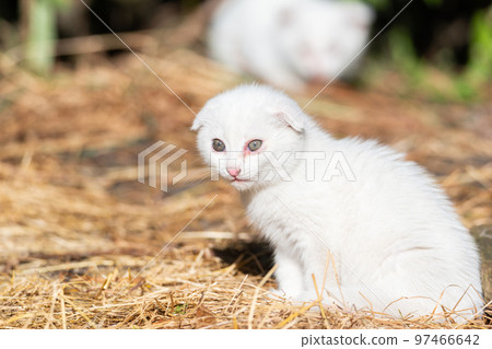 White cat in the grass. White cat in the grass. 97466642