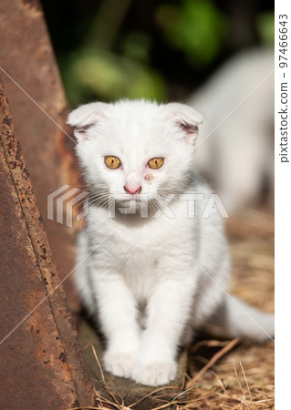 White cat in the grass.. White cat in the grass.. 97466643