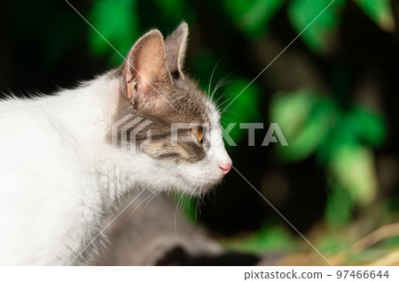 Cute cat playing in the park on rain Cute cat playing in the park on rain 97466644