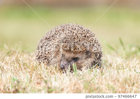 hedgehog on the grass.... 97466647