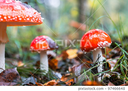 Amanita muscari, fly agaric beautiful red-headed hallucinogenic toxic mushroom. Amanita muscari, fly agaric beautiful red-headed hallucinogenic toxic mushroom. 97466648