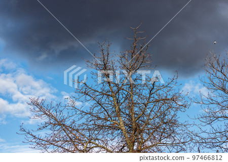 Bare Tree against a Blue sky with Clouds in Winter 97466812