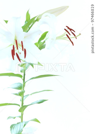 大百合卡薩布蘭卡白花明亮的背景 97466819