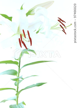 大百合卡薩布蘭卡白花明亮的背景 大百合卡薩布蘭卡白花明亮的背景 97466820