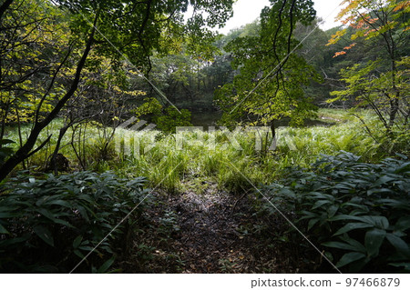 2022 年 9 月 12 日,群馬縣中之條町 Rokugo 地區,Chatsubomigoke 公園遠足路線上的水池 2022 年 9 月 12 日,群馬縣中之條町 Rokugo 地區,Chatsubomigoke 公園遠足路線上的水池 97466879