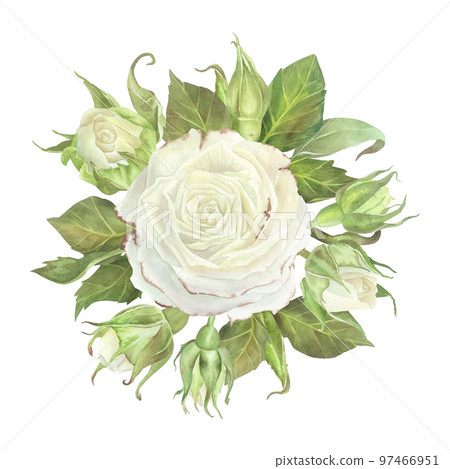 Round composition of white roses, buds and leaves. Watercolor illustration. Isolated on a white background.For design of sticker, dishes, greeting card, cosmetics packaging, wedding invitation 97466951
