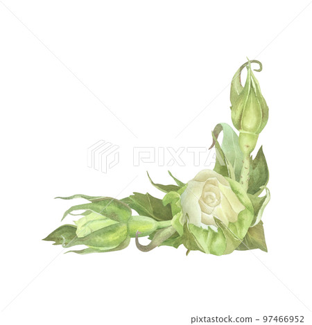 Corner composition of white rosebuds with leaves. Watercolor illustration. Isolated on a white background. For design of sticker, dishes, greeting card, cosmetics packaging, wedding invitation 97466952