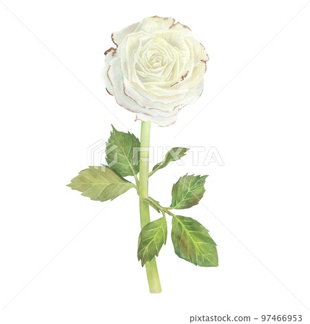 White rose with leaves. Watercolor illustration. Isolated on a white background. For design of stickers, dishes, aprons, greeting cards, stationery, cosmetics, perfumes packaging, wedding invitation 97466953