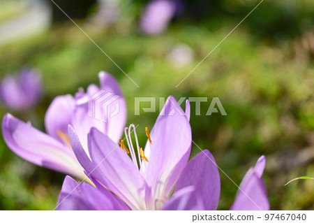 Pretty pink crocus flowers blooming in the mountains heralding the arrival of spring Pretty pink crocus flowers blooming in the mountains heralding the arrival of spring 97467040