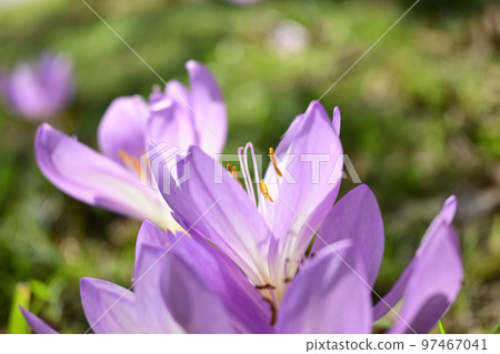 Pretty pink crocus flowers blooming in the mountains heralding the arrival of spring Pretty pink crocus flowers blooming in the mountains heralding the arrival of spring 97467041