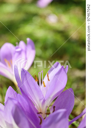 Pretty pink crocus flowers blooming in the mountains heralding the arrival of spring Pretty pink crocus flowers blooming in the mountains heralding the arrival of spring 97467042
