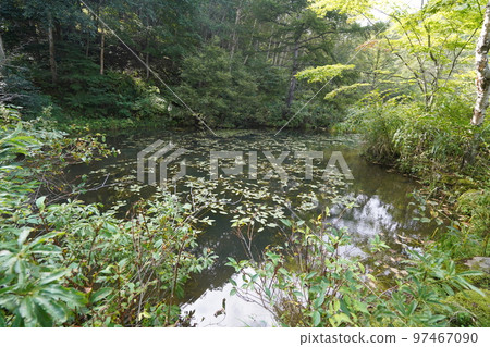 群馬縣中之條町六鄉郡 八尾魚公園內大量生長的八尾魚 2022 年 9 月 12 日 群馬縣中之條町六鄉郡 八尾魚公園內大量生長的八尾魚 2022 年 9 月 12 日 97467090