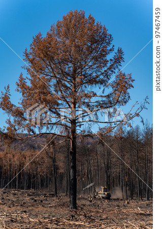 Isolated burnt pine tree against blue sky 97467459
