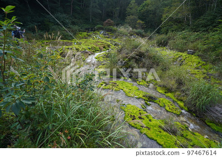 Rokugo District, Nakanojo Town, Gunma Prefecture Chatsubomimoss growing in large numbers in Chatsubomigoke Park September 12, 2022 Rokugo District, Nakanojo Town, Gunma Prefecture Chatsubomimoss growing in large numbers in Chatsubomigoke Park September 12, 2022 97467614
