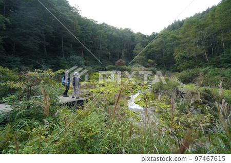 Rokugo District, Nakanojo Town, Gunma Prefecture Chatsubomimoss growing in large numbers in Chatsubomigoke Park September 12, 2022 Rokugo District, Nakanojo Town, Gunma Prefecture Chatsubomimoss growing in large numbers in Chatsubomigoke Park September 12, 2022 97467615