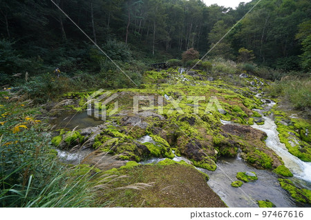 Rokugo District, Nakanojo Town, Gunma Prefecture Chatsubomimoss growing in large numbers in Chatsubomigoke Park September 12, 2022 Rokugo District, Nakanojo Town, Gunma Prefecture Chatsubomimoss growing in large numbers in Chatsubomigoke Park September 12, 2022 97467616