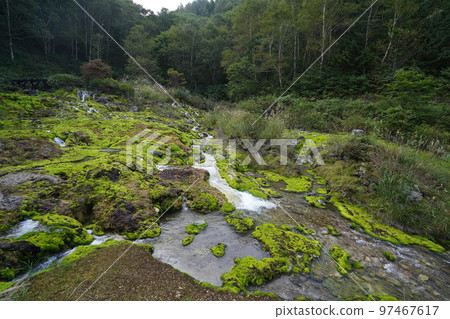 Rokugo District, Nakanojo Town, Gunma Prefecture Chatsubomimoss growing in large numbers in Chatsubomigoke Park September 12, 2022 Rokugo District, Nakanojo Town, Gunma Prefecture Chatsubomimoss growing in large numbers in Chatsubomigoke Park September 12, 2022 97467617