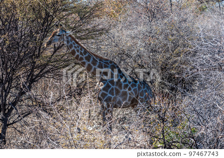 Closeup of an Angolan Giraffe hiding in the Bushes Closeup of an Angolan Giraffe hiding in the Bushes 97467743