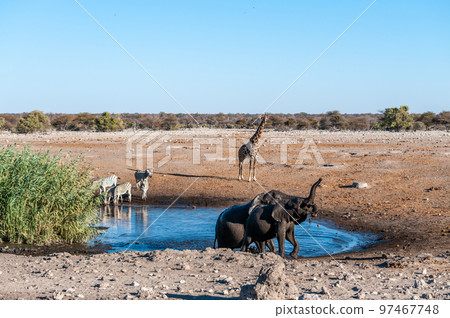 African Animals hanging around a waterhole in Etosha National Park 97467748