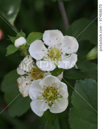山楂白花學名：Crataegus cuneata 97468670