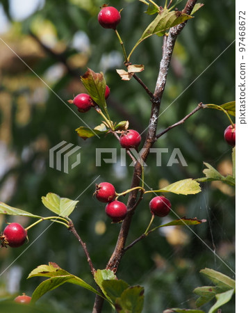 Hawthorn red fruit Scientific name: Crataegus cuneata 97468672