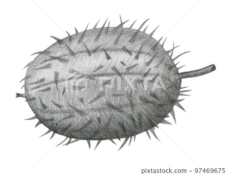 Echinocystis lobata, Echinocystis echinata a grassy annual plant of the family Cucurbitaceae isolated on white background. Mad Cucumber Drawn by Gray Pencil. 97469675