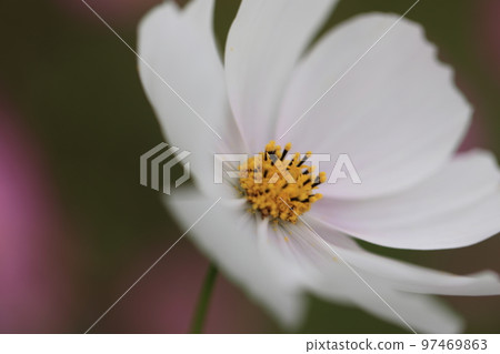 Cosmos cute white and pink 0098 Cosmos cute white and pink 0098 97469863
