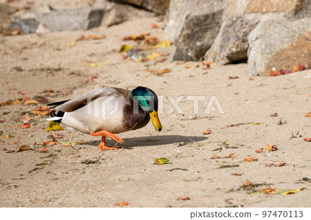 Close-up of mallards wintering in Lake Biwa 97470113