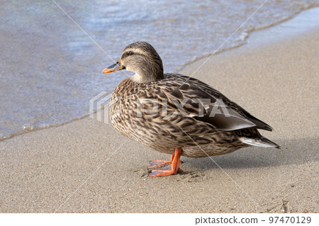 在琵琶湖越冬的野鴨特寫鏡頭 97470129