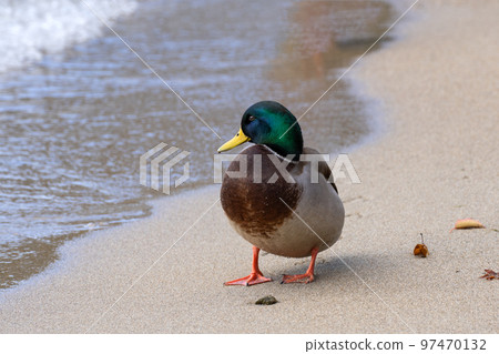 Close-up of mallards wintering in Lake Biwa 97470132