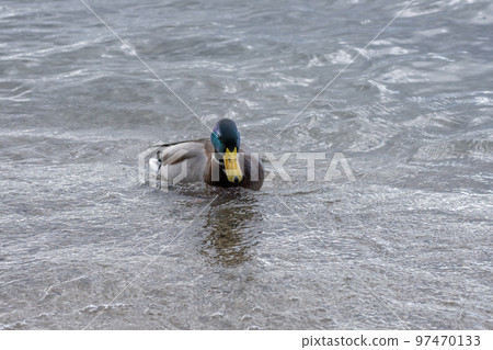 Close-up of mallards wintering in Lake Biwa 97470133