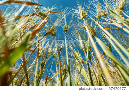 Close-up of triticale grain ears and blue sky Close-up of triticale grain ears and blue sky 97470677