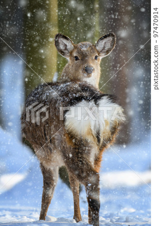 Female red deer on a snowy forest. Wildlife landscape with animal Female red deer on a snowy forest. Wildlife landscape with animal 97470914