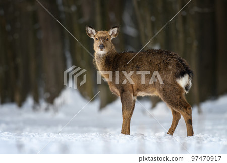 Female red deer on a snowy forest. Wildlife landscape with animal Female red deer on a snowy forest. Wildlife landscape with animal 97470917