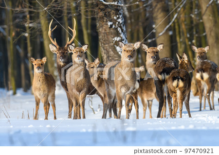 Many red deers on a snowy forest 97470921
