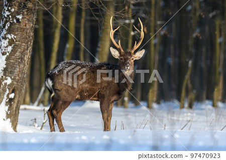 One adult red deer with big beautiful antlers on a snowy forest 97470923