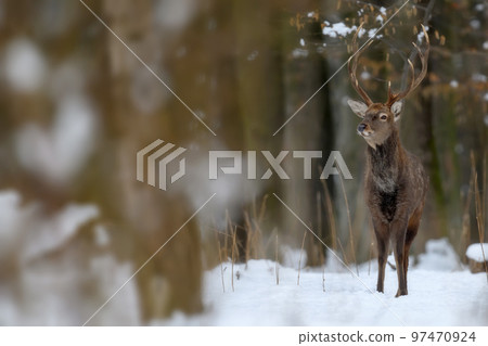One adult red deer with big beautiful antlers on a snowy forest 97470924