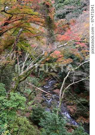 箕面的秋葉 97471041