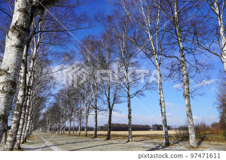Tokachi Ranch, white birch trees (around December 2022) 97471611