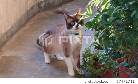 Nyanko who gets caught in a mischief and plays Tehepero 97471711