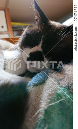 Relaxing Nyanko 97471713