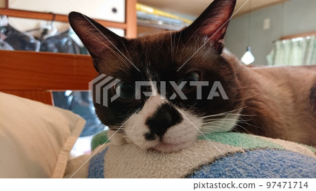 Nyanko 盯著我 97471714