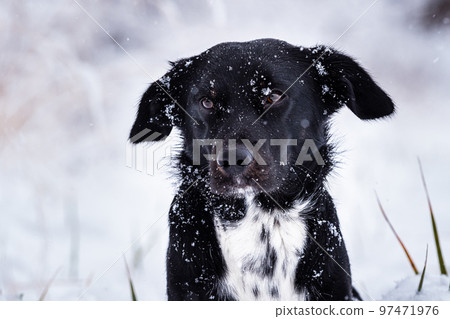 Black dog with white breastplate in winter and falling snowflakes Black dog with white breastplate in winter and falling snowflakes 97471976