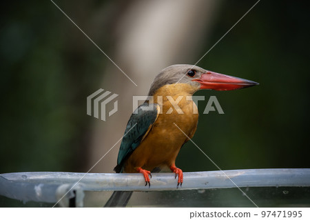 Stork-billed Kingfisher on the branch tree. Stork-billed Kingfisher on the branch tree. 97471995