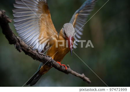 Stork-billed Kingfisher on the branch tree. 97471999