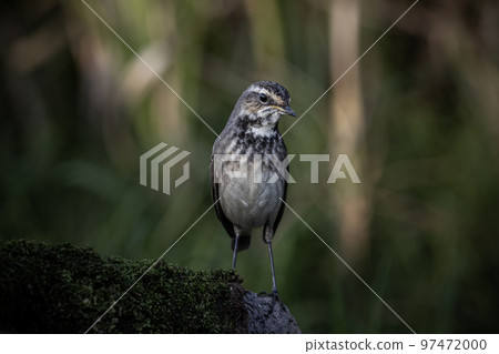 Bluethroat (female) standing on a dry log covered with green moss. 97472000