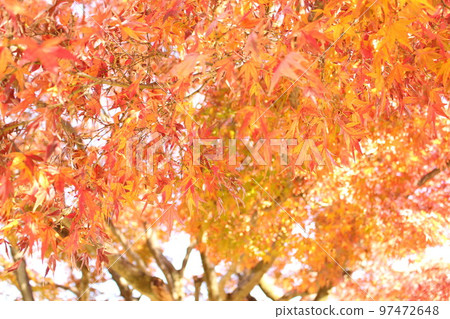 Autumn leaves of Higo Hosokawa garden Autumn leaves of Higo Hosokawa garden 97472648