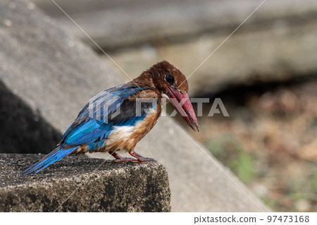 White-throated Kingfisher close up shot (Animal Portrait) 97473168