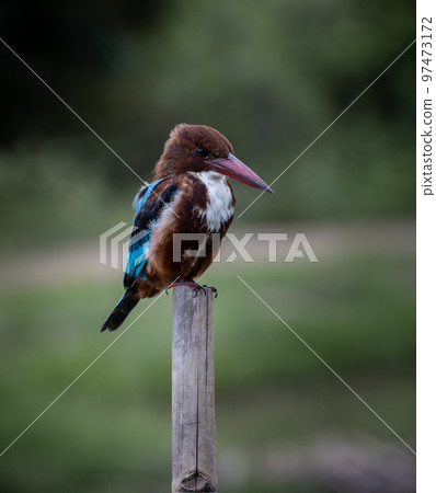 White-throated Kingfisher (Animal Portrait) 97473172